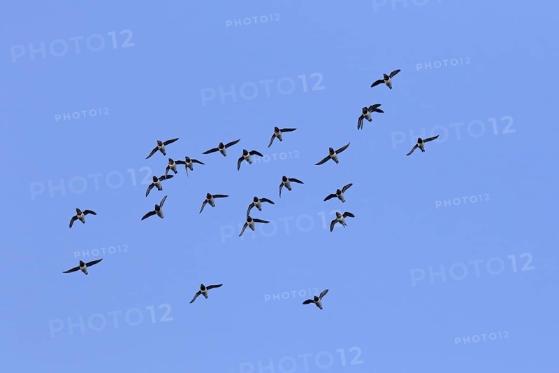 Little auks