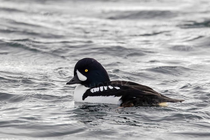 Barrow's goldeneye