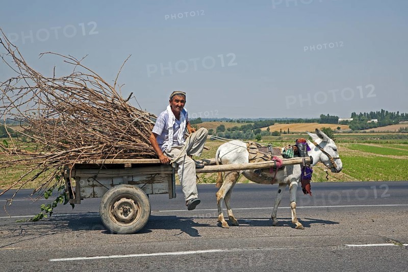 Uzbek man riding cart loaded with twigs pulled by donkey along road from Samarkand to Tashkent