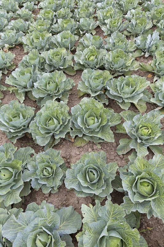 White cabbage