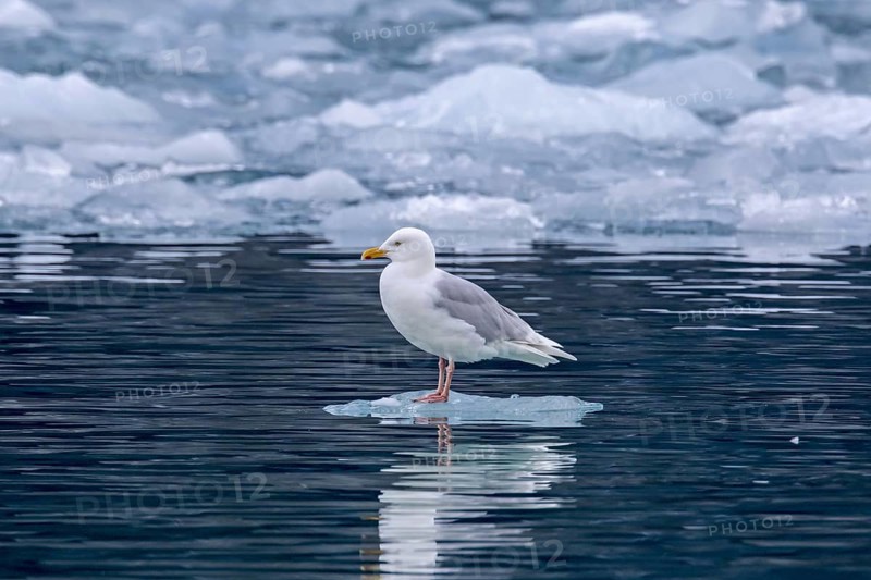 Glaucous gull