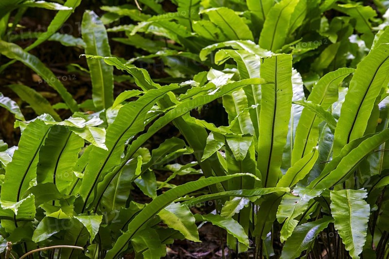 Hart's-tongue fern