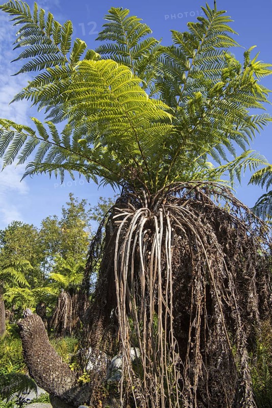 Soft tree fern