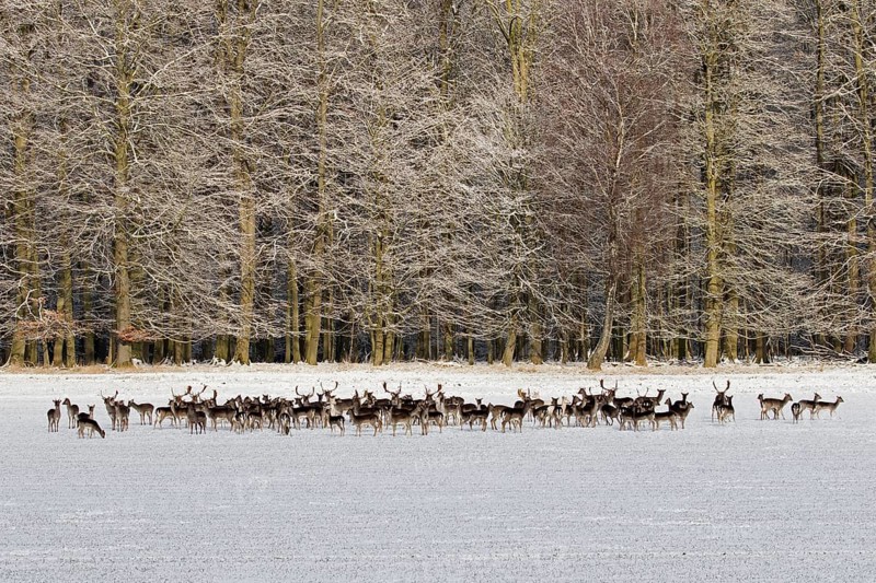 Large herd of European fallow deer