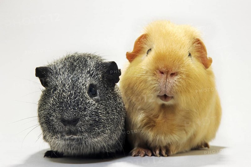 Portrait of two cavies