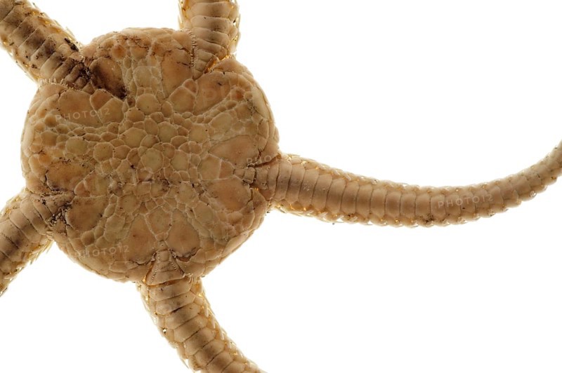 Detail of brittle star