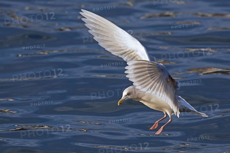 Iceland gull