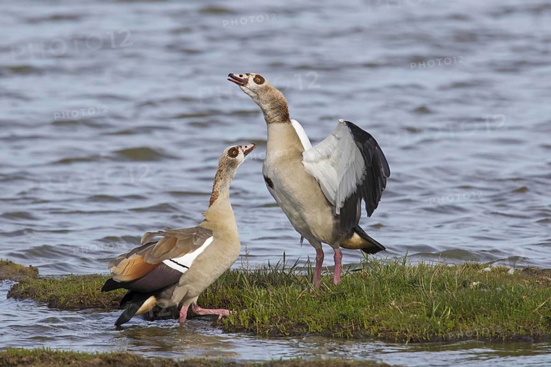 Egyptian goose