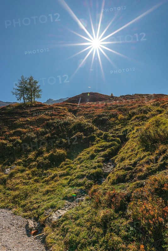 Autumnal red-coloured alpine bearberry