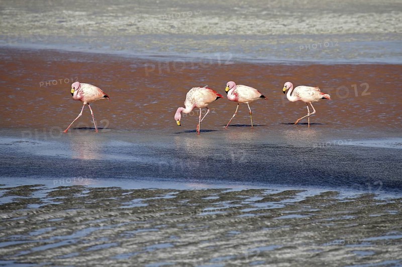 James's Flamingos