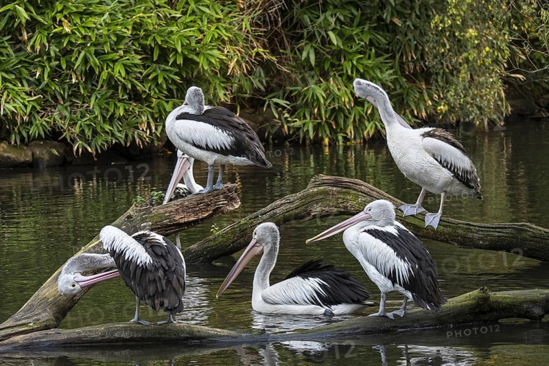 Australian pelicans