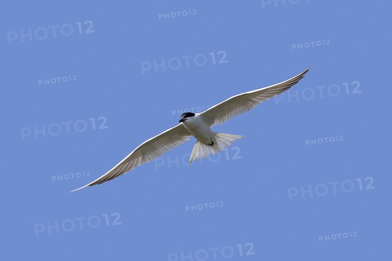 Gull-billed tern