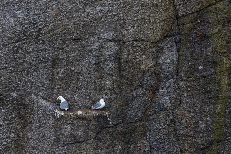 Black-legged kittiwake
