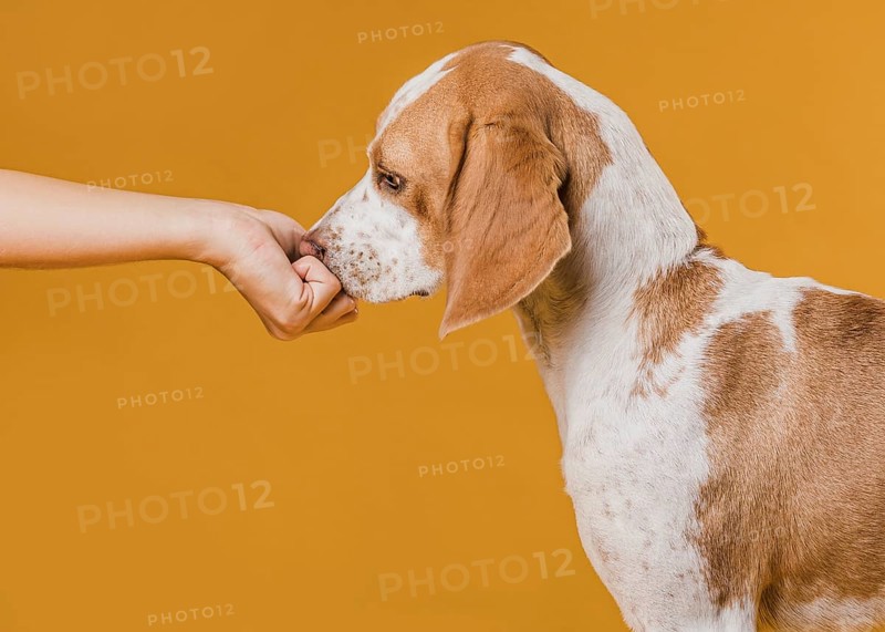 Hand touching nose adorable dog