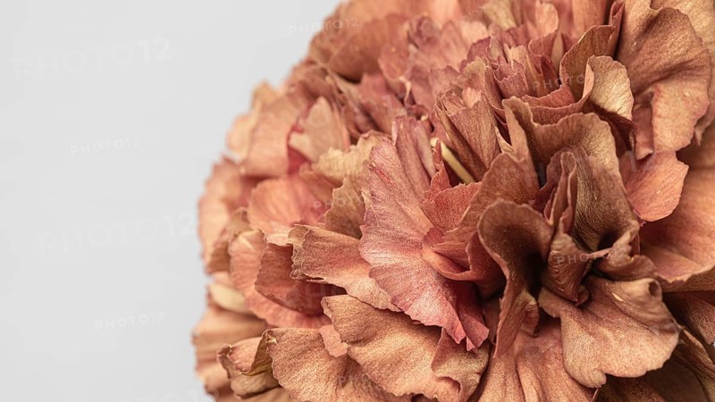Pretty bloomed flower close up