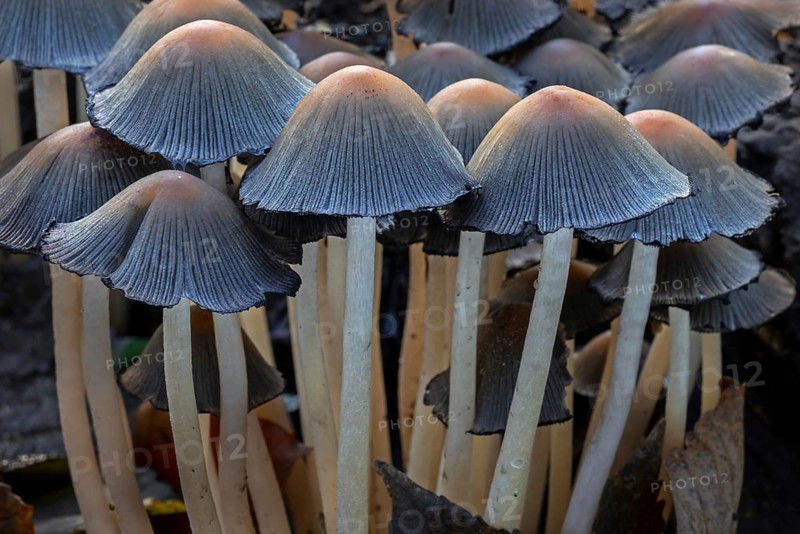 Mica cap