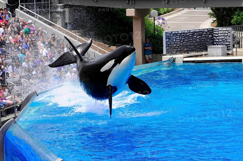 Dressed killer whale