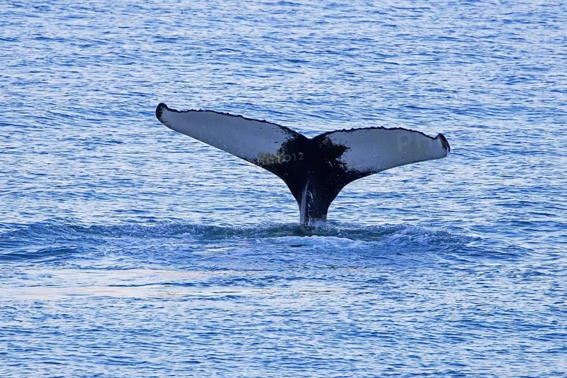 Humpback whale