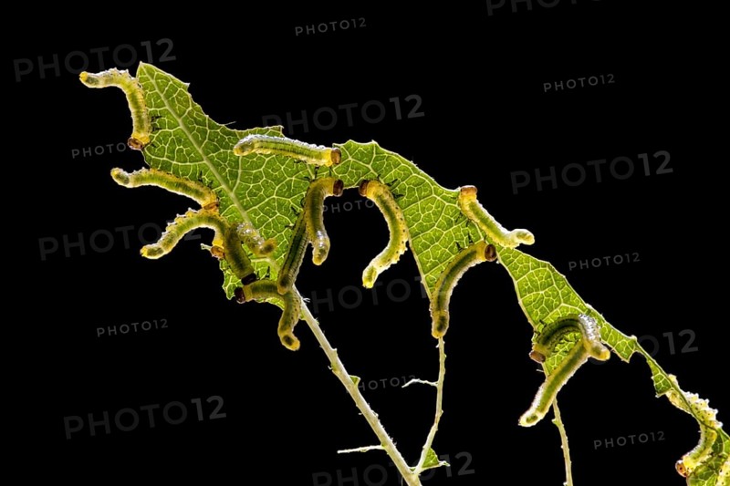 Sawfly