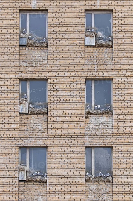 Black-legged kittiwakes