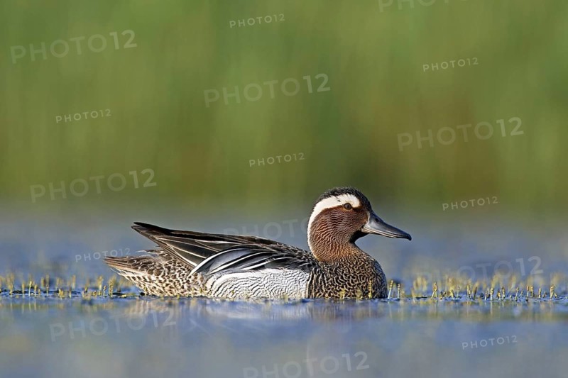 Garganey