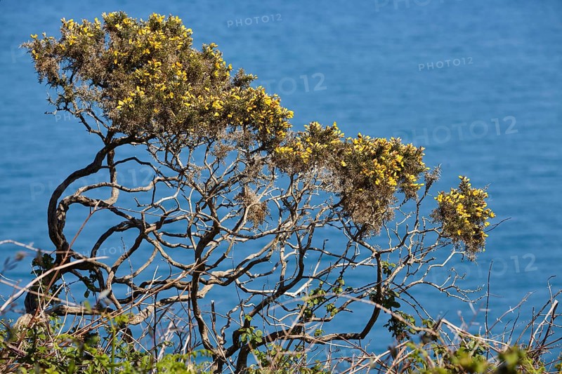 Common gorse