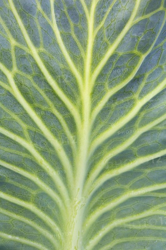 White cabbage