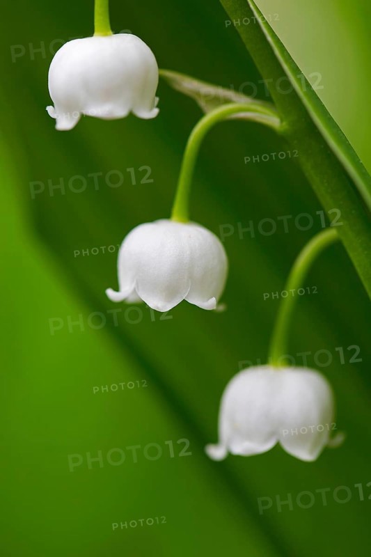 Lily of the valley