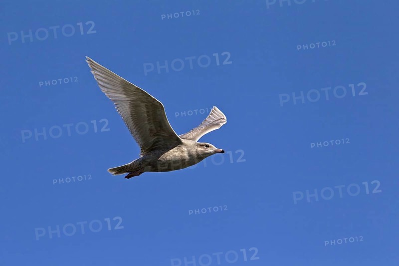 Glaucous gull