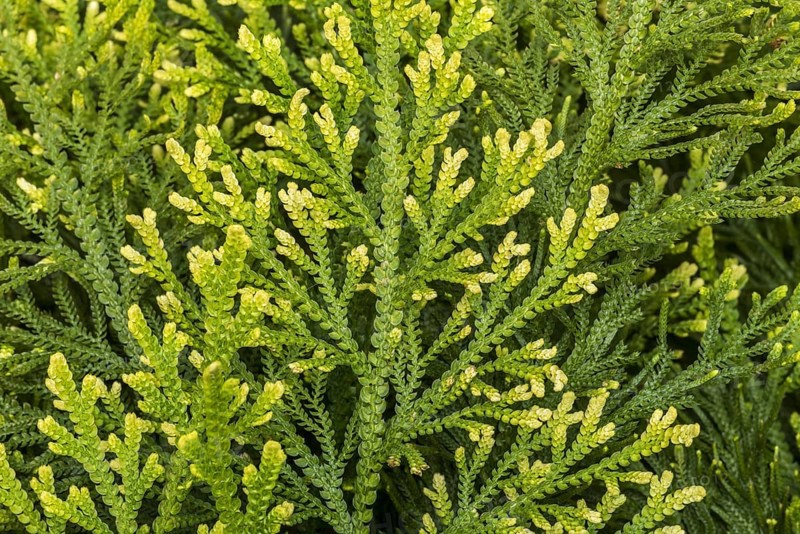 Pale spikemoss
