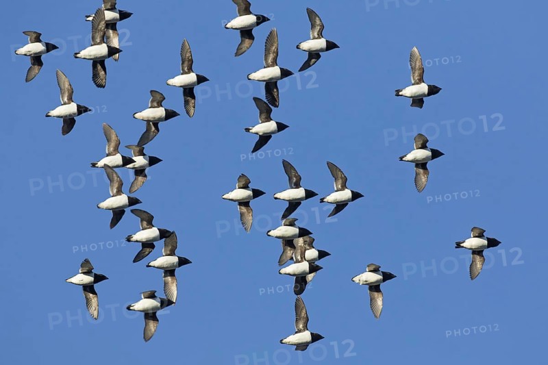 Little auks