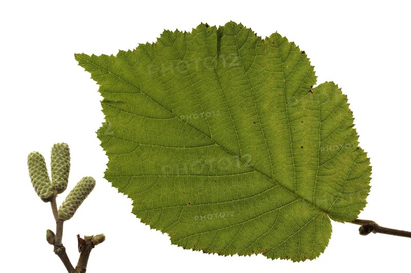Common hazel