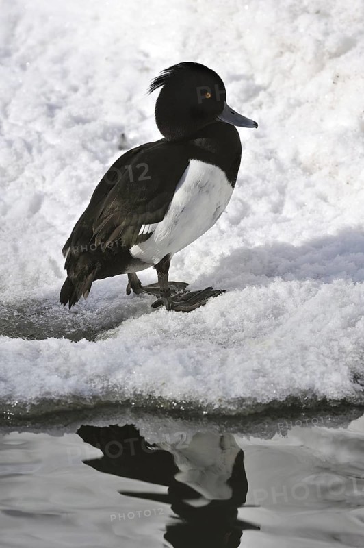 Tufted Duck