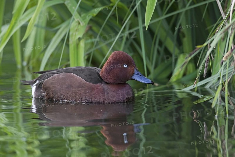 Ferruginous duck