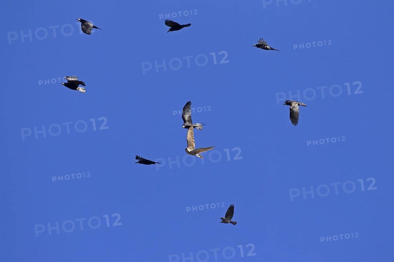 Northern goshawk