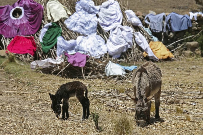 Laundry drying in the sun and donkeys grazing on the island Isla del Sol