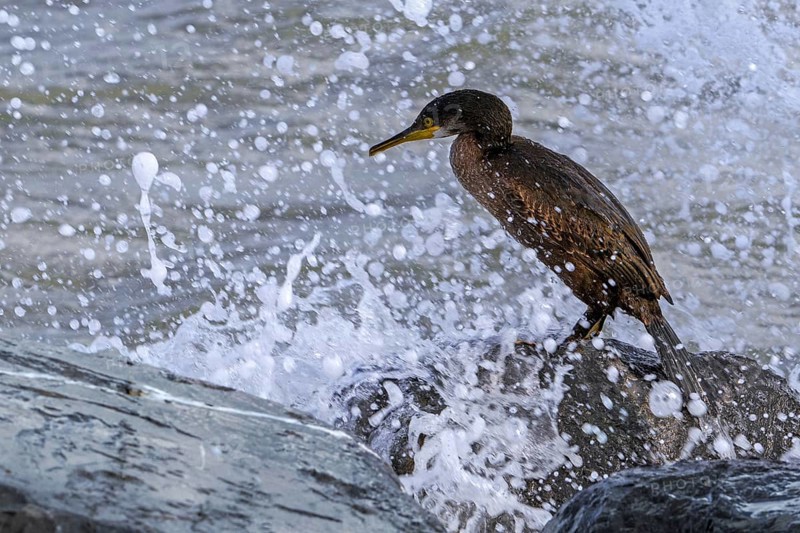 Wave crashing over European shag