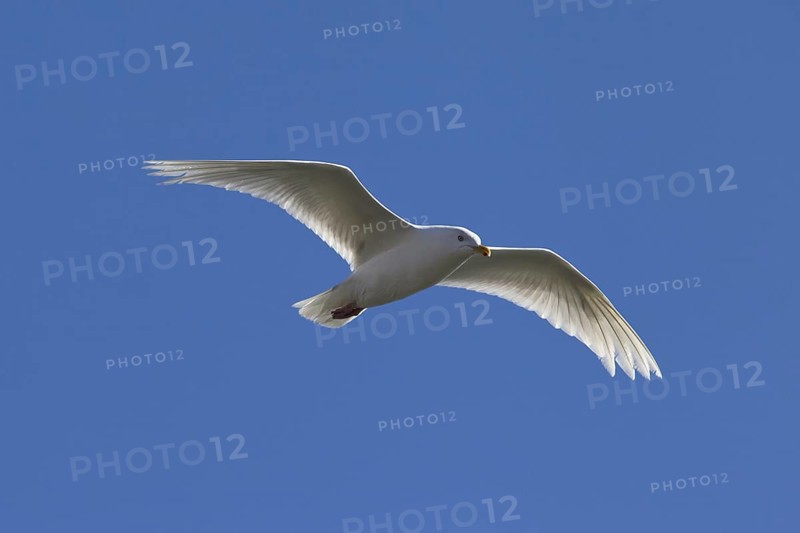 Iceland Gull
