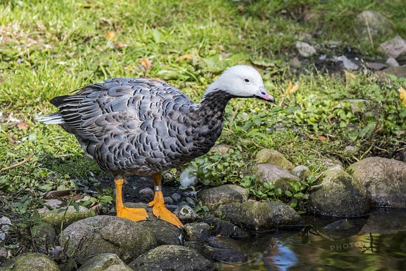 Emperor goose