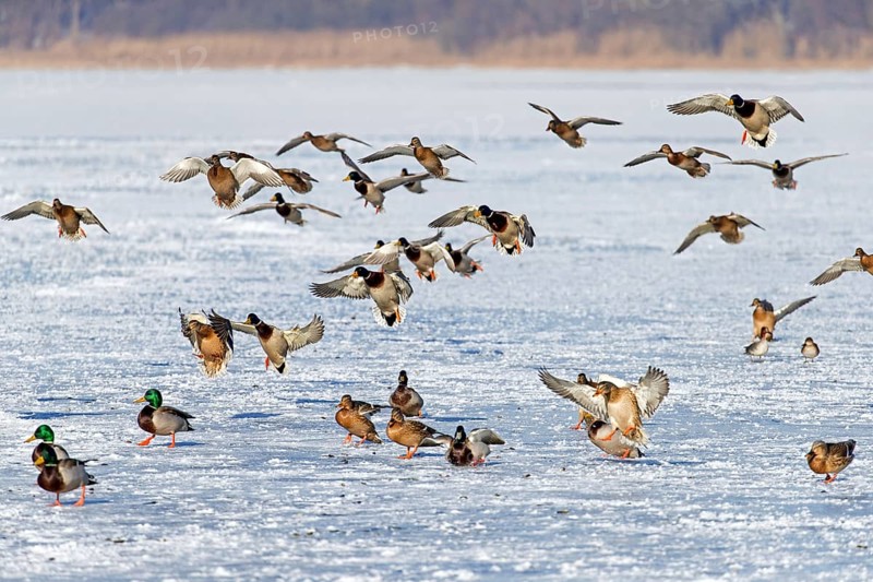 Flock of mallards