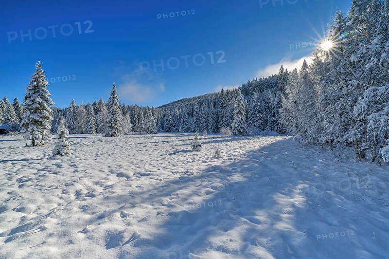 Snow-covered trees with sun star
