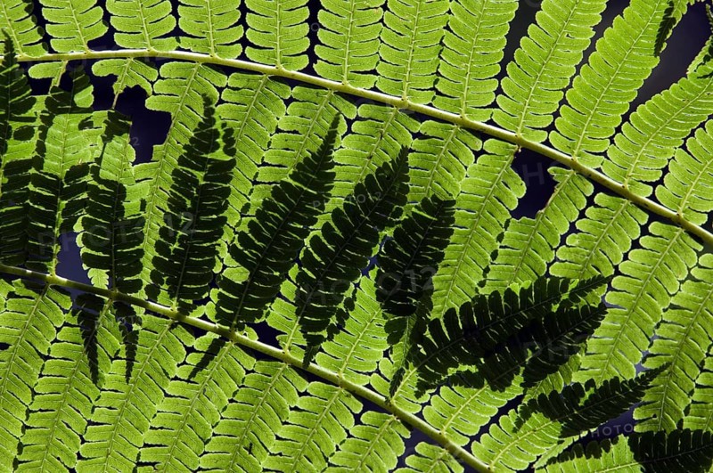 Tropical fern in cloud forest