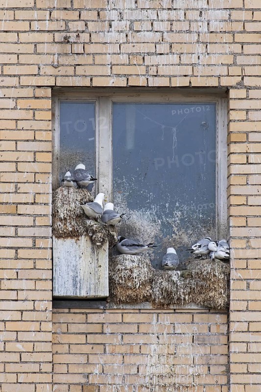 Black-legged kittiwakes
