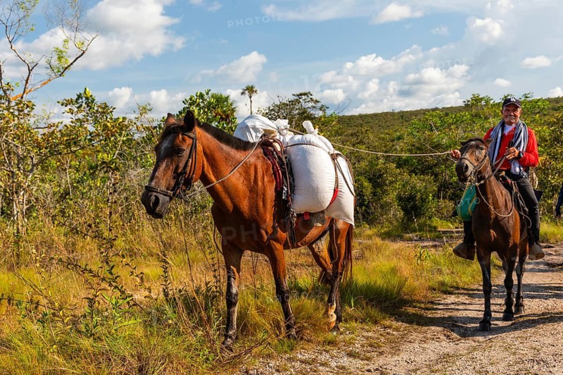 Belandeens horse and horse with rider