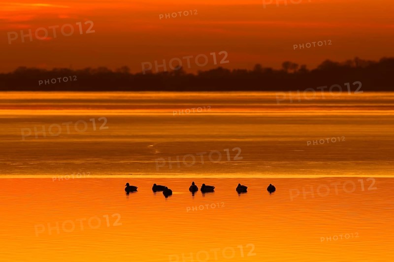 Silhouette of mallards