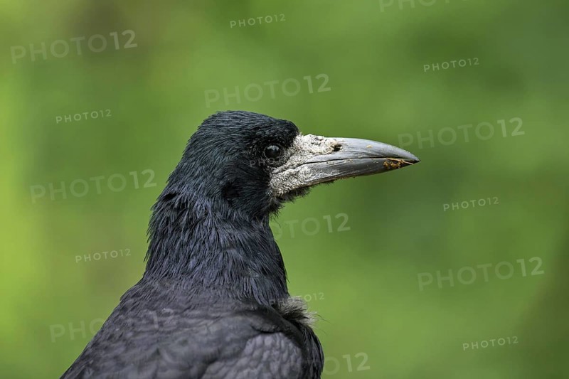 Rook