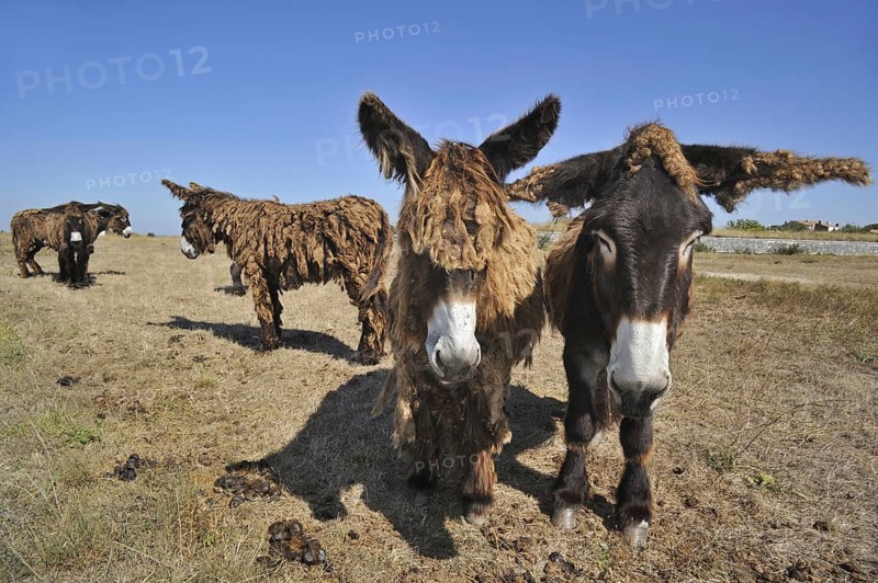 Poitou donkey