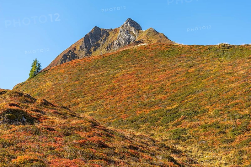 Autumnal red-coloured alpine bearberry