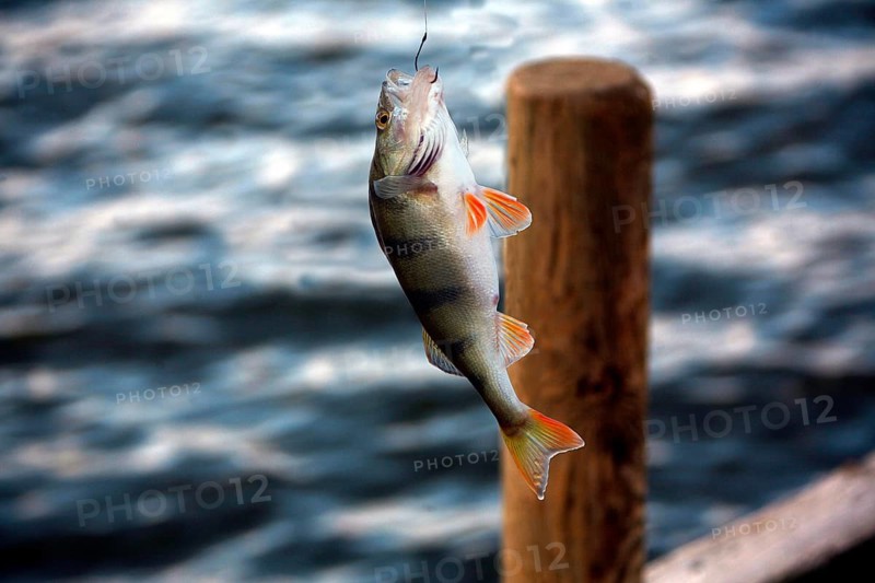 Fish on the hook