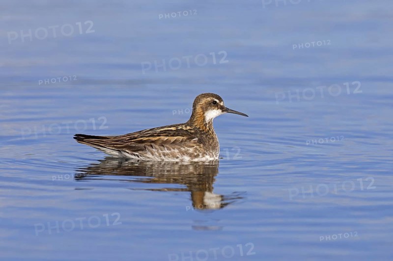 Red-necked phalarope